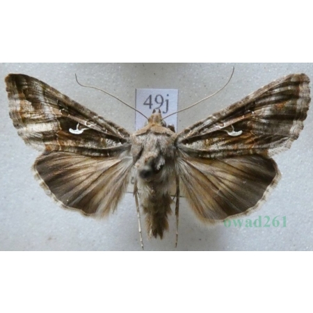 Autographa gamma (Linnaeus, 1758) Błyszczka jarzynówka Czech49j